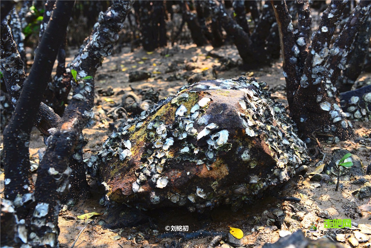 名气不及北海，这座南方边陲小城现在却比三亚更受北方人青睐！