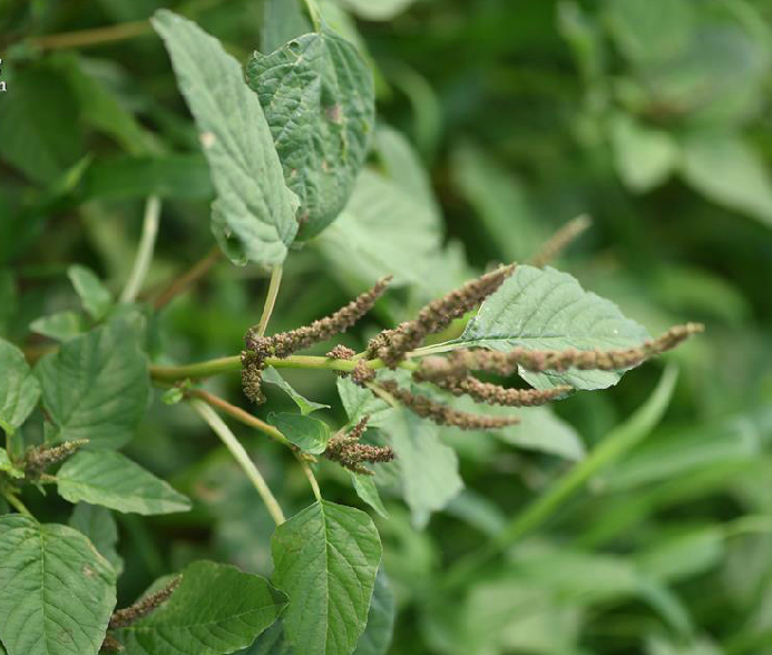 中草药白刺苋的功效与作用,药材白齿苋