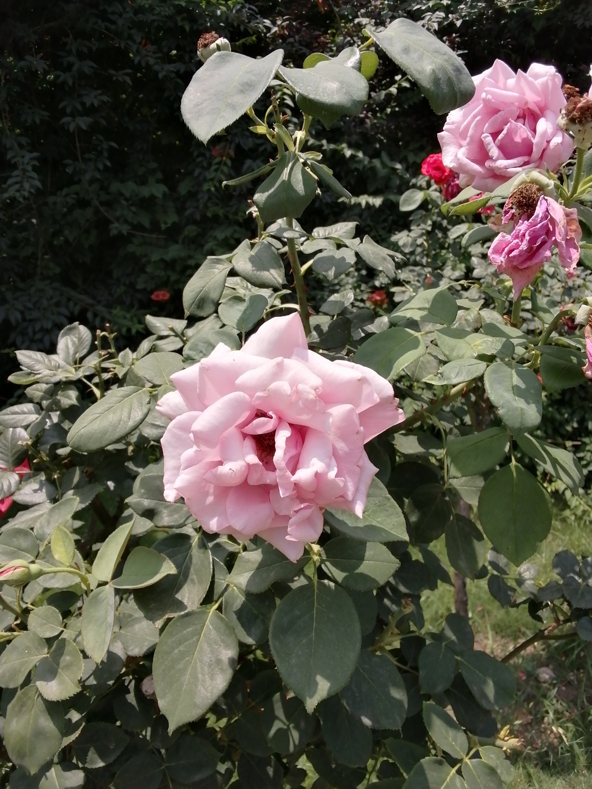 平板打游戏为什么不清晰,平板打游戏为什么不是全屏