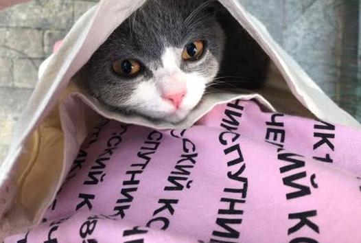 猫咪在被子上尿尿怎么纠正,猫咪报复性在地上拉屎咋办