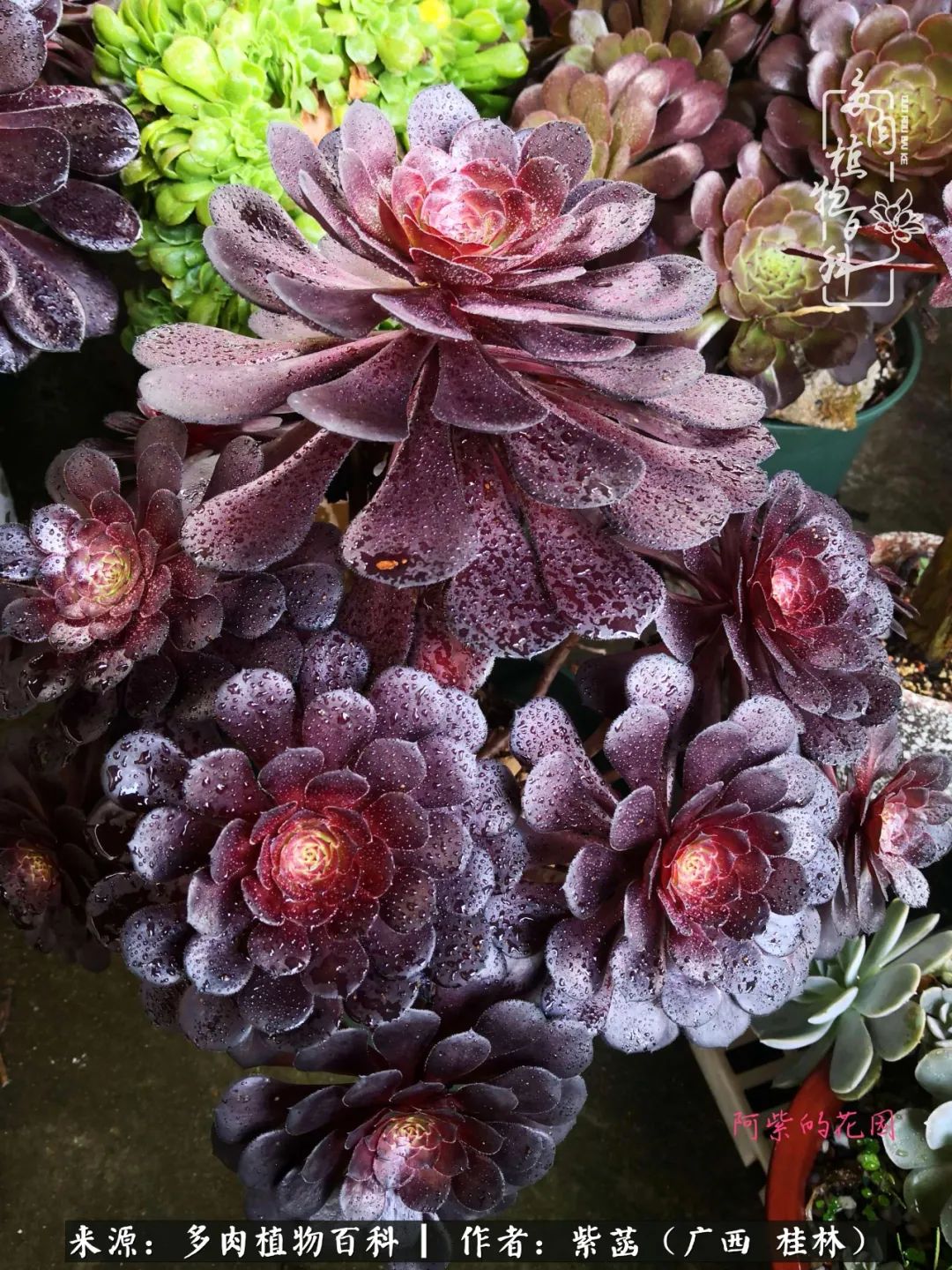 如何在夏天买的多肉度夏,多肉度夏好帮手