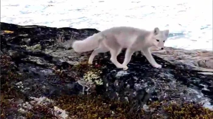 摄影师路遇觅食中的狐狸,摄影师拍到一只可爱的北极狐