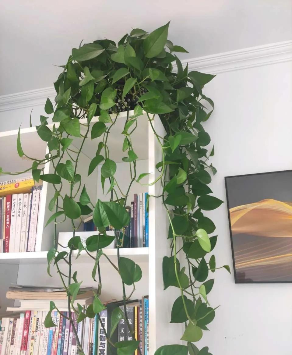 绿萝过冬方法图解大全,绿萝北方过冬妙招