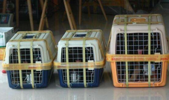 郑州到成都宠物托运,成都到重庆托运宠物多少钱