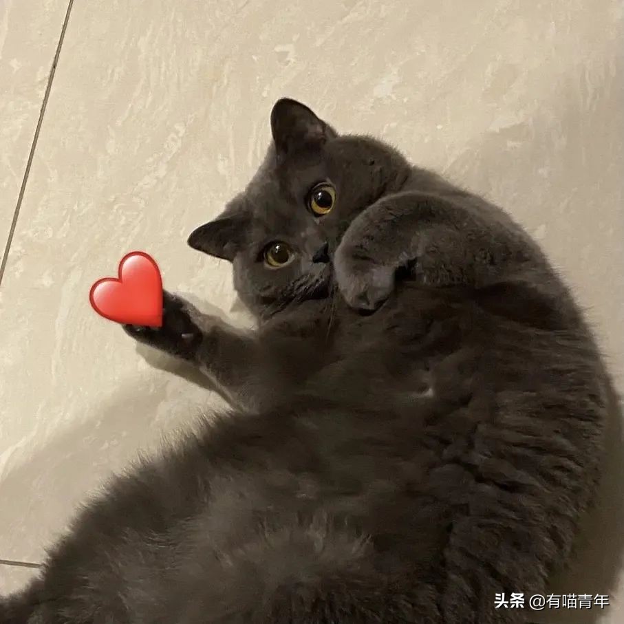 橘猫为什么是魔鬼,橘猫的恐怖之处