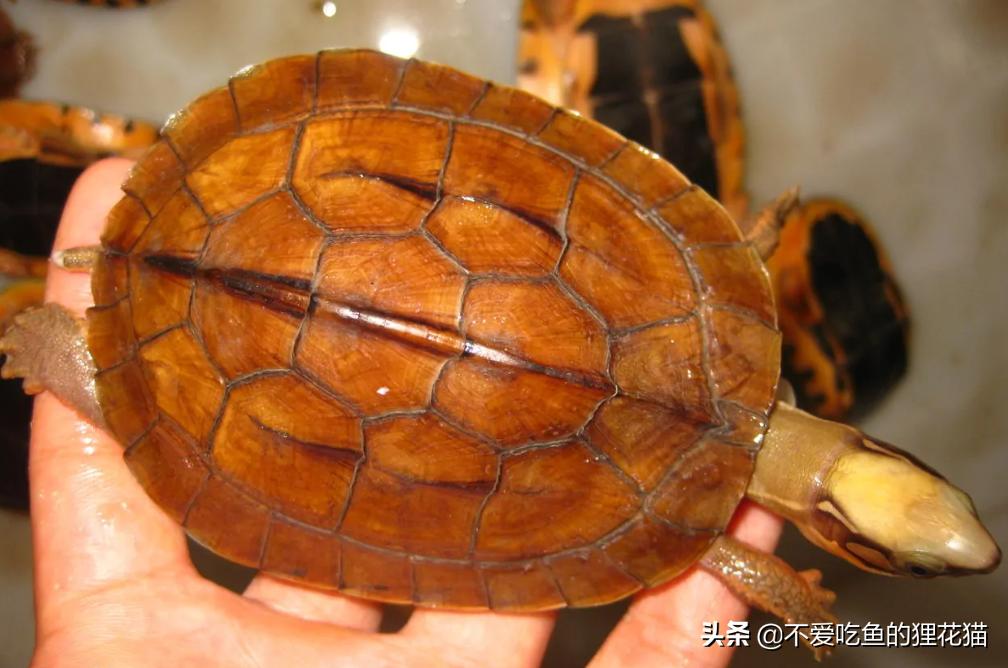 珍稀金钱龟,金钱龟的真实来历