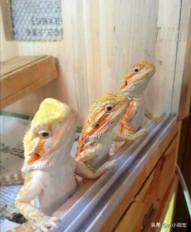 怎么样养好鬃狮蜥苗子,鬃狮蜥是一只养好还是一对养好