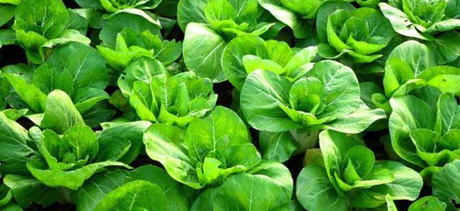 青菜怎么种植比较少病虫害,青菜种植秘诀