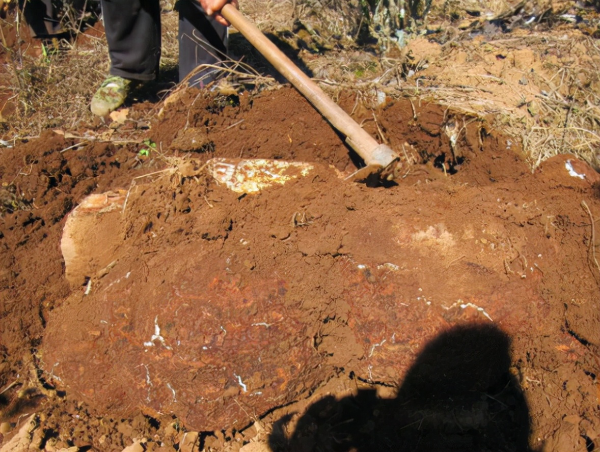 茯苓树叶子枯萎了,茯苓一般生长在死掉的松树根部吗