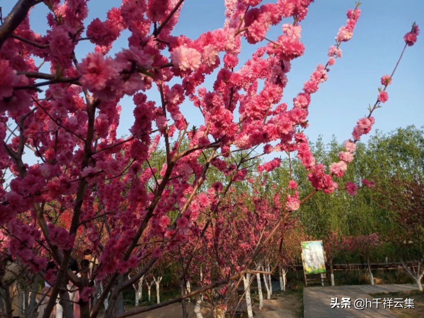 我的家乡商丘夏邑,夏邑又多一处美景有山有水还有花