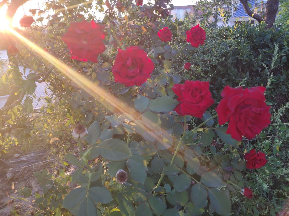 感谢恩师照亮我们的人生路,赞美我的恩师话语