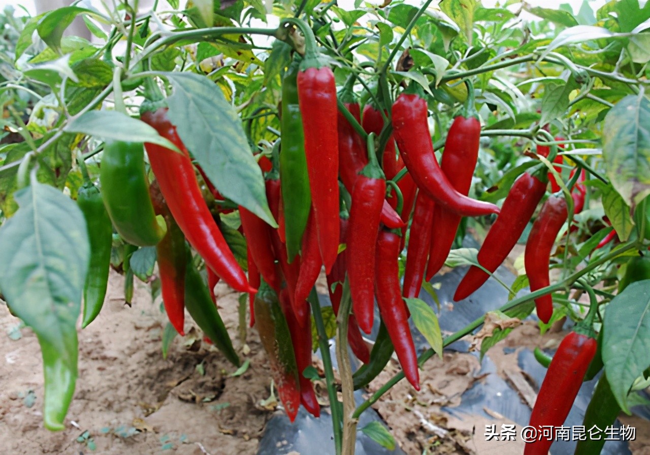 辣椒黄叶是怎么回事？辣椒叶子发黄用什么肥料灌根好？烂根怎么办