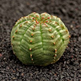 自然界嘴巴奇特的十种动物,十种奇特的自然界植物图片