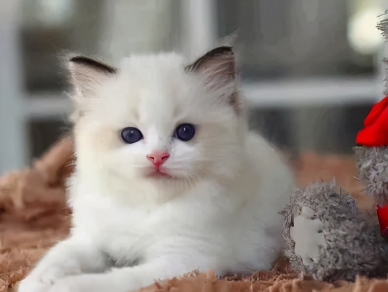 如何给小猫驱虫,捡小猫怎么驱虫