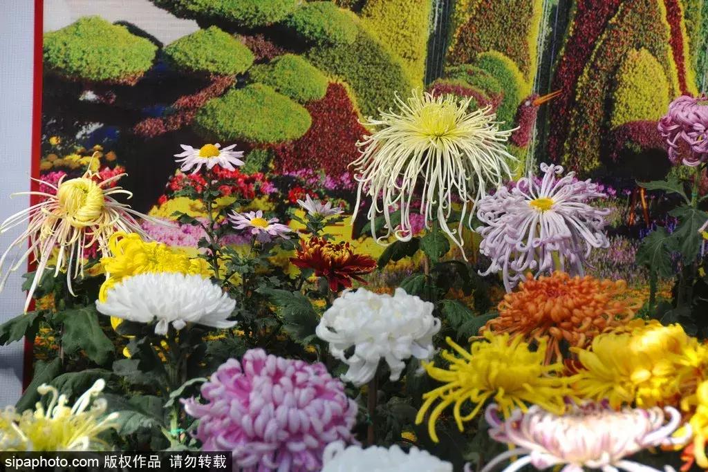 最美的菊花品种大全及价格,世界上最美的八十种菊花大全