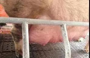 母猪产前乳房水肿的治疗方法,母猪乳房水肿的原因及防治措施