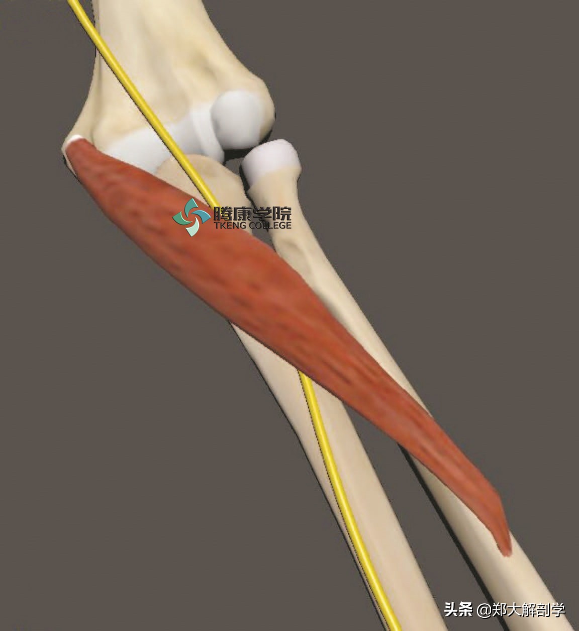 臂丛三束的主要分支,臂丛锁骨下部的主要分支及分布
