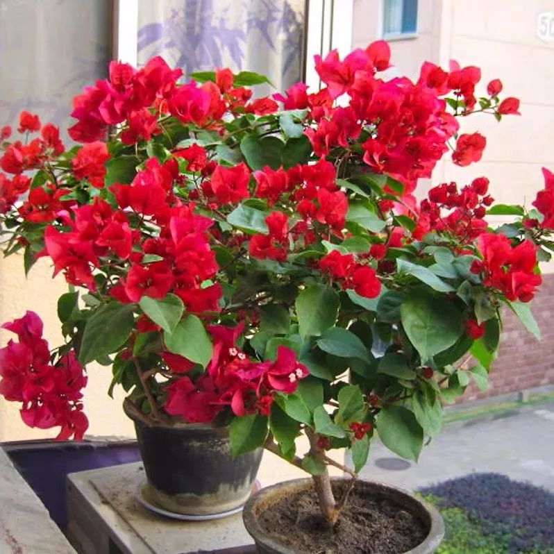 哪些花是开花机器,开花最香最好看繁殖能力还强的花