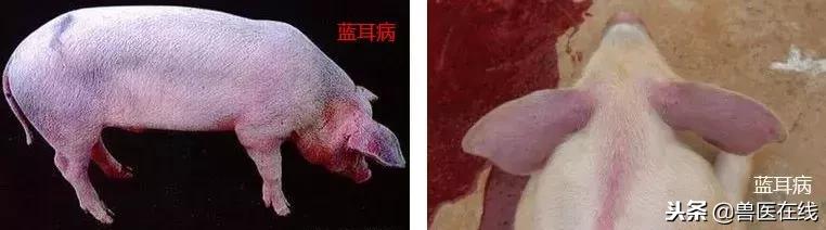 所有猪传染病鉴别诊断,猪场各阶段猪只常见的疾病