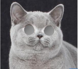 英国短毛猫怎么看品相赚钱,国际爱猫协会发声