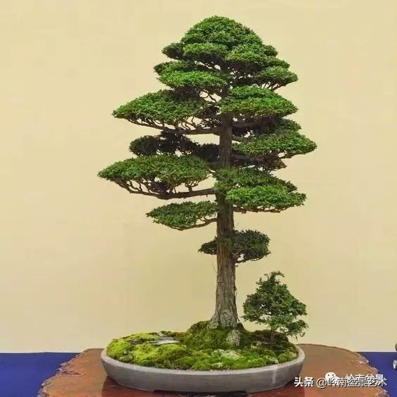 榆树盆景何时修剪最好,盆景怎样修剪最好看