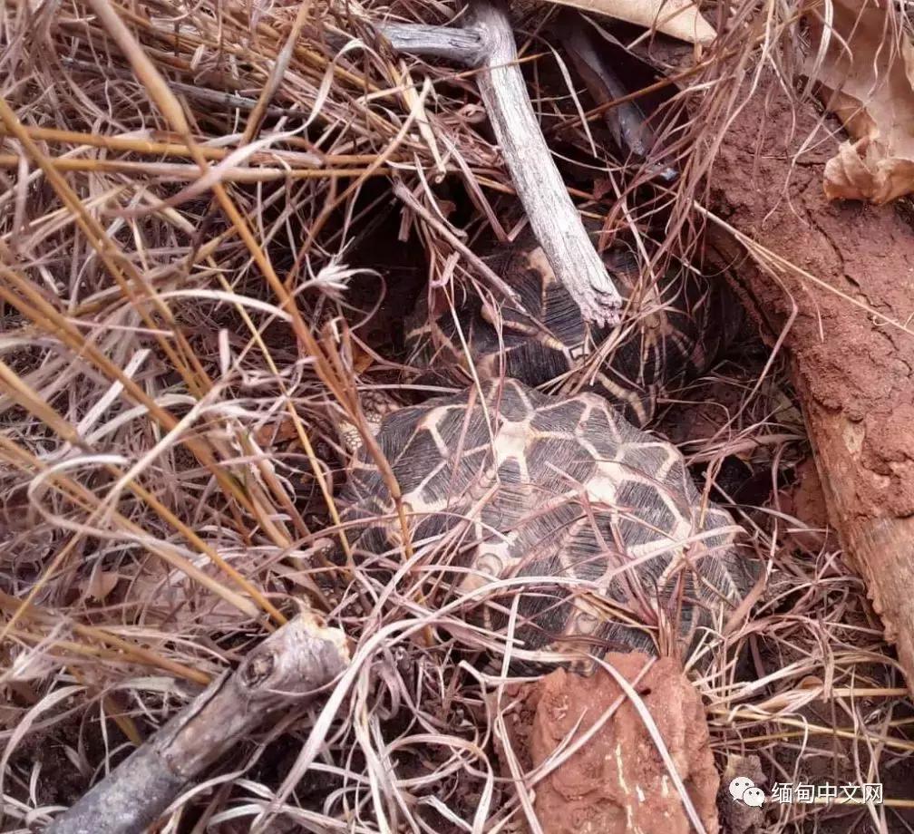 缅甸星龟成体,成年缅甸星龟