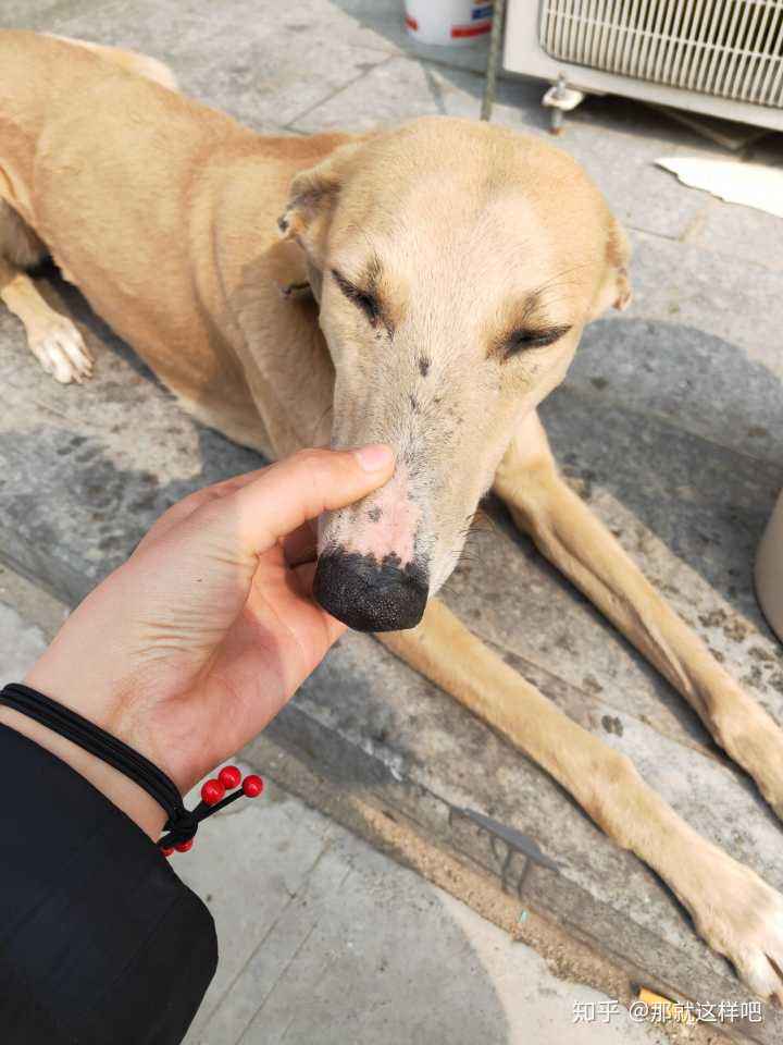 一条灵缇狗的一生：带着来爱又带着遗憾走（真实故事整编）