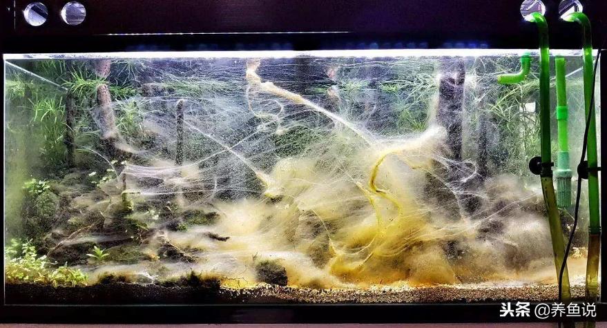 市面上销售的硝化细菌有用吗,硝化细菌都是骗人的还是要勤换水