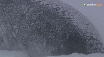 炸裂9.9,BBC再出神片,美得让人脸红