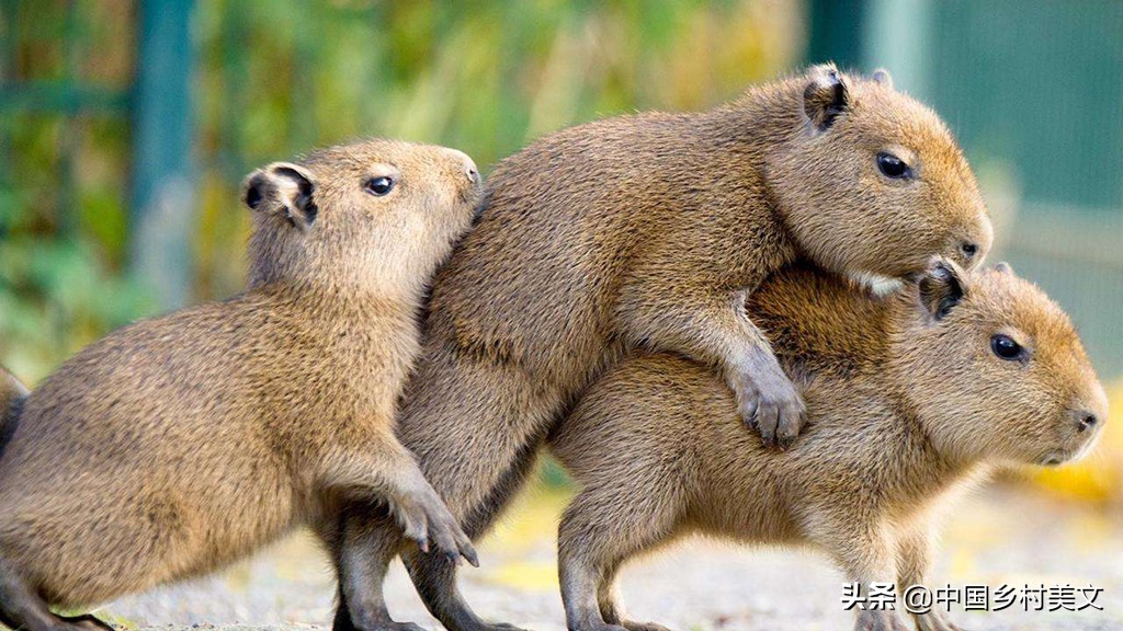 「鼠年说鼠」来看千奇百怪的鼠类，全认识算我输