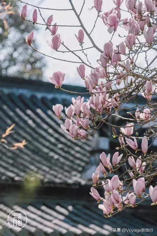 旅行民宿春天赏花,附近哪里有赏花民宿