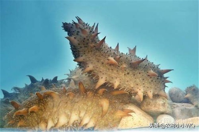 福建吊笼海参养殖技术,海参养殖技术视频全集