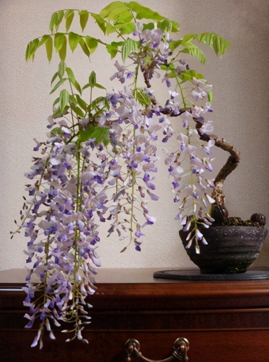 长穗紫藤花的养殖方法,紫藤花日常养护知识点