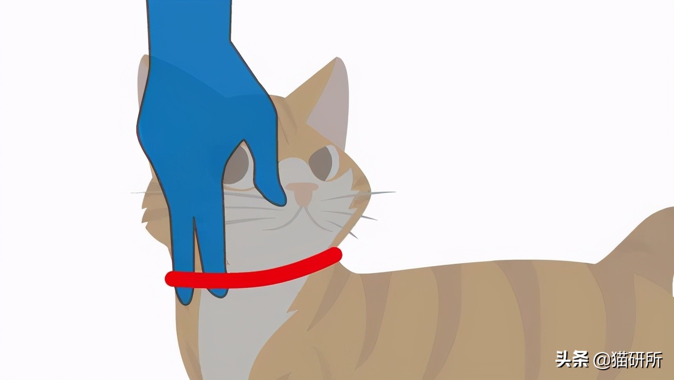 猫咪项圈对人有没有危害,猫咪项圈对猫咪有危害吗