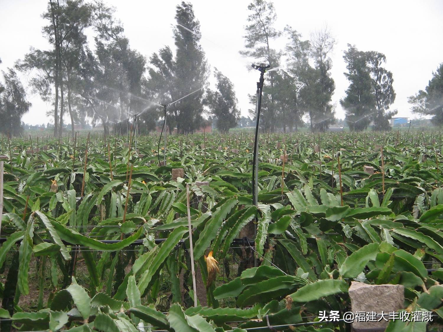 智能灌溉地埋伸缩喷头,大型摇臂喷头360度旋转灌溉