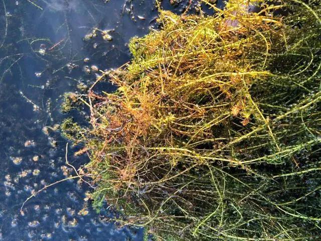 小龙虾亩产利润分析,小龙虾养殖技术一亩地多少利润