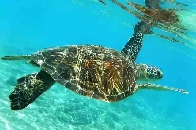 杜马盖地,杜马盖地如何