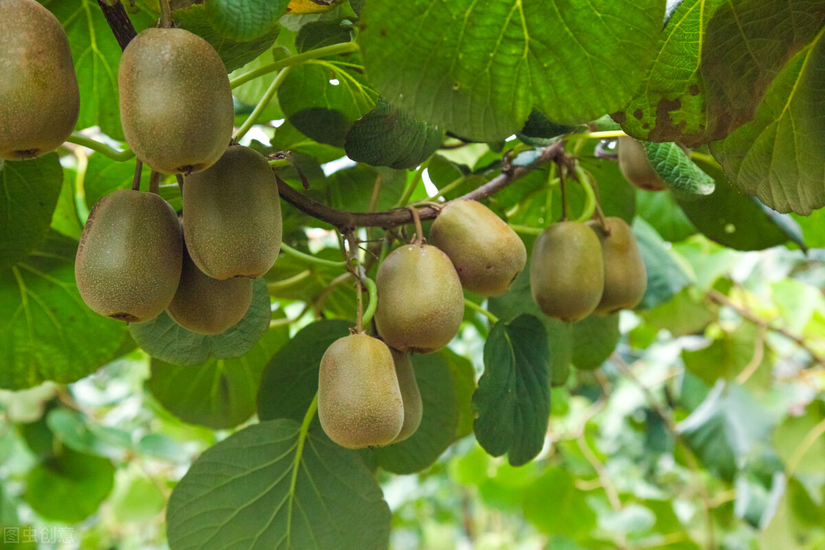 猕猴桃选购技巧,买猕猴桃香蕉苹果