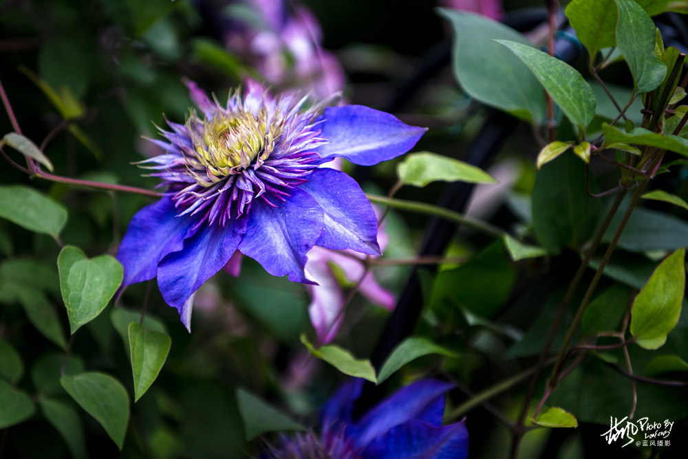 上海国际花展一览表,上海国际花展一览