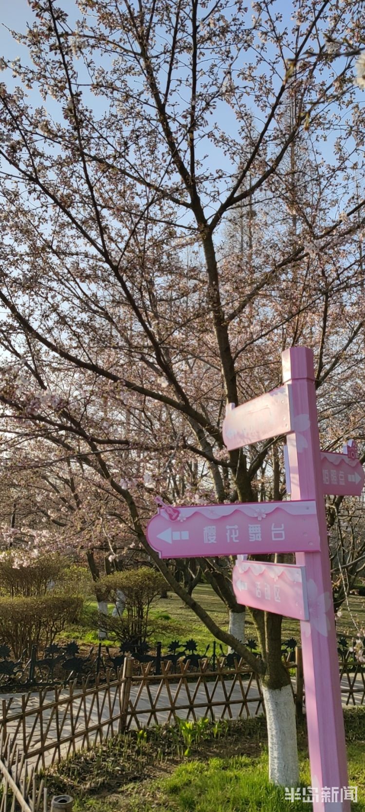半岛叨叨丨满园尽带“浪漫粉”！樱花节开幕，打造城市IP！看青岛如何撬动美丽经济