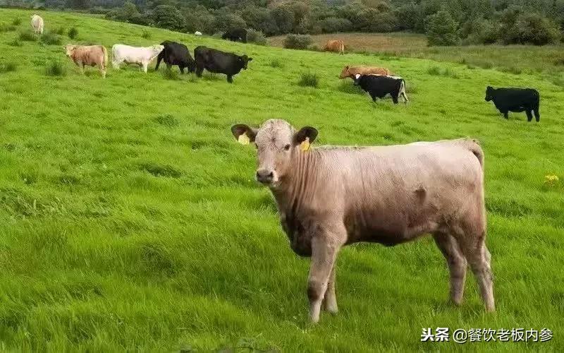 牛肉行业缺口和乱象并存,西餐、火锅商家该何去何从?