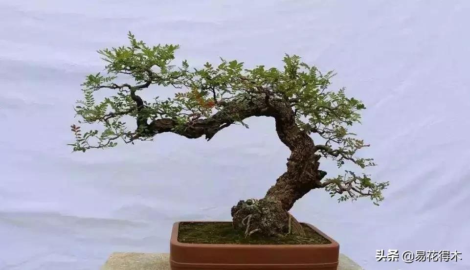 清香木盆景黄叶掉叶是什么原因,清香木黄叶掉叶如何处理