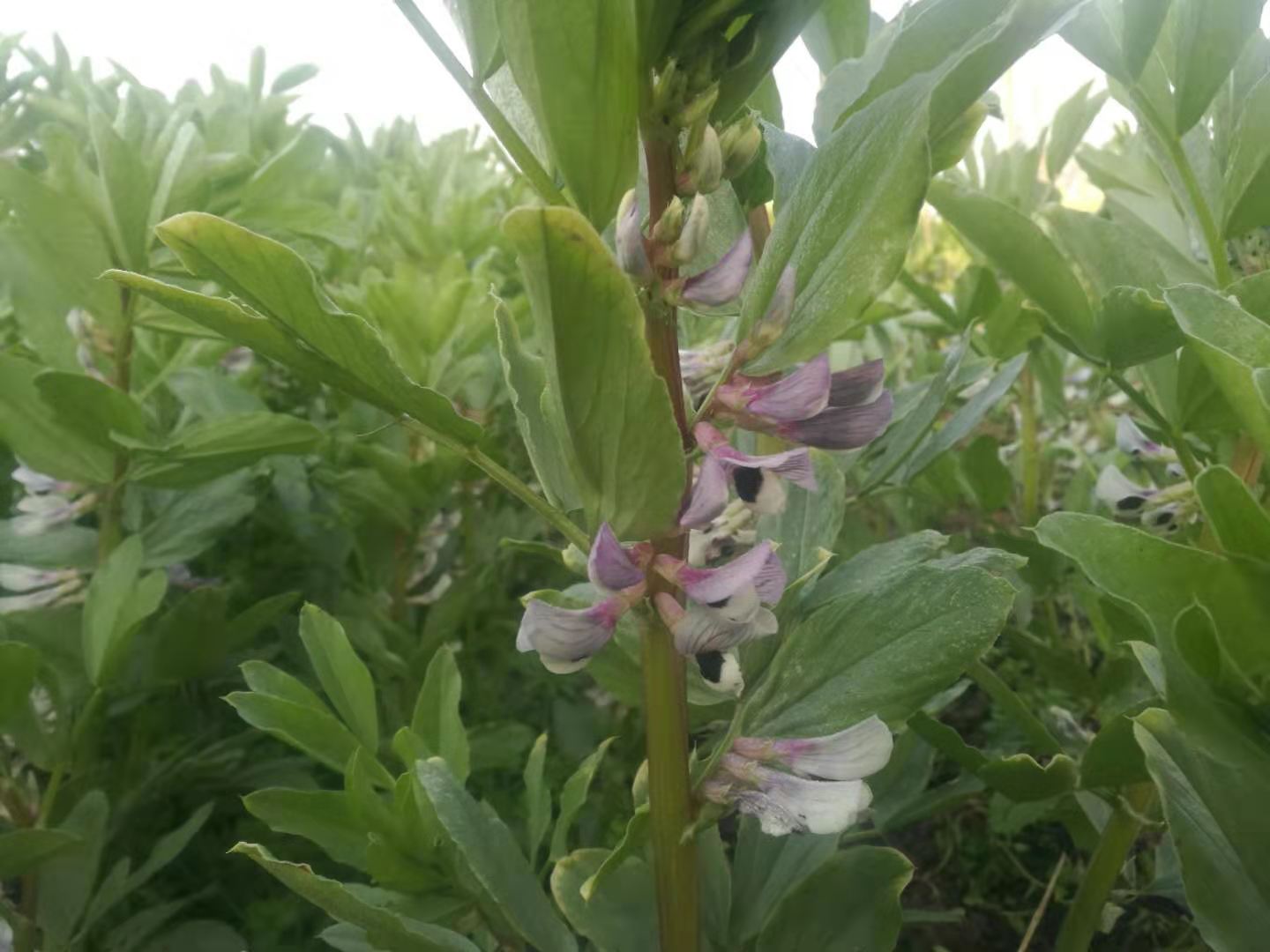 蚕豆你们家乡叫什么,你知道蚕豆是什么吗