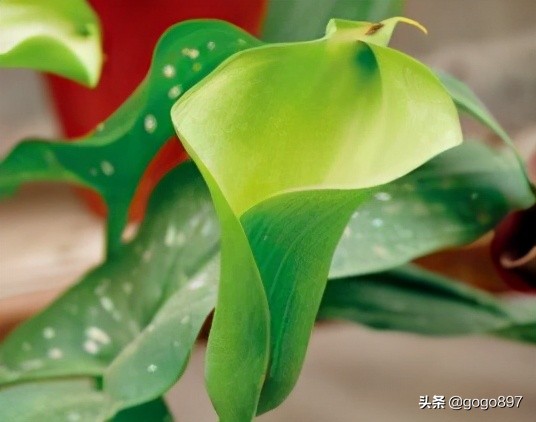 彩色马蹄莲视频,彩色马蹄莲烂叶