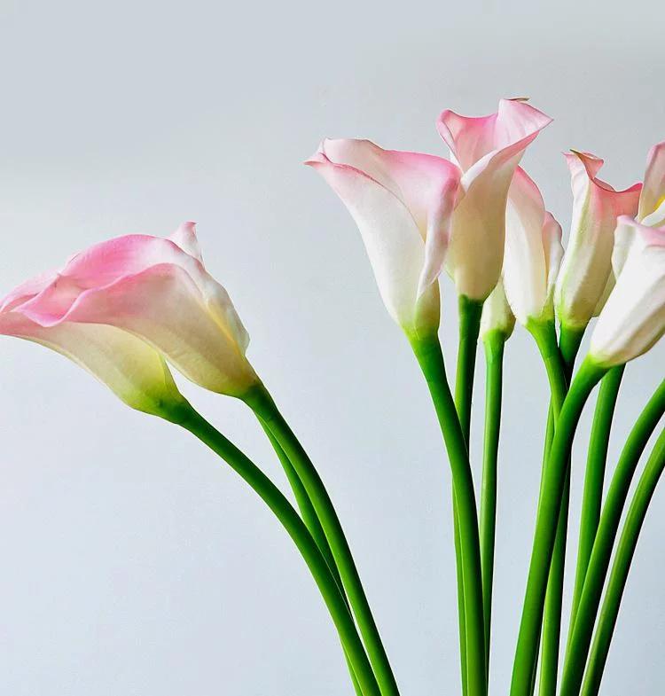 马蹄莲要醒花吗,马蹄莲一年开一次花