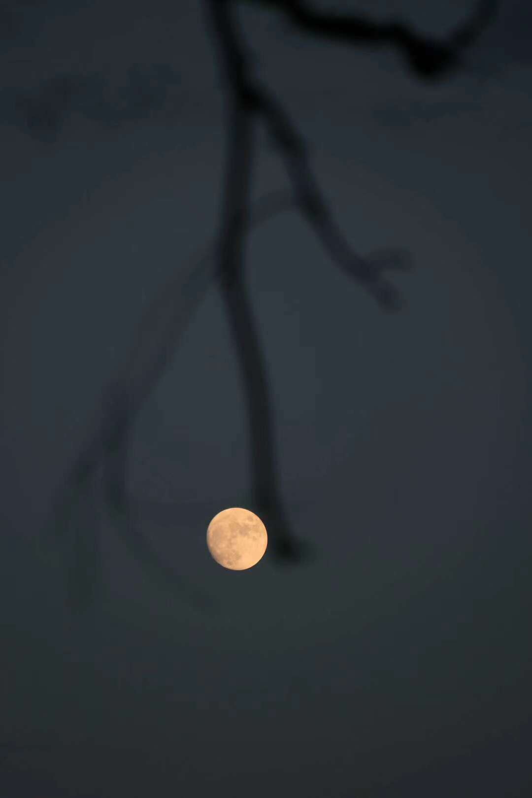 左传多行不义必自毙怎么读,左传多行不义必自毙的原文