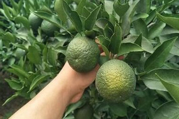 脐橙裂果的原因和解决方法,脐橙防内裂果的最佳方法