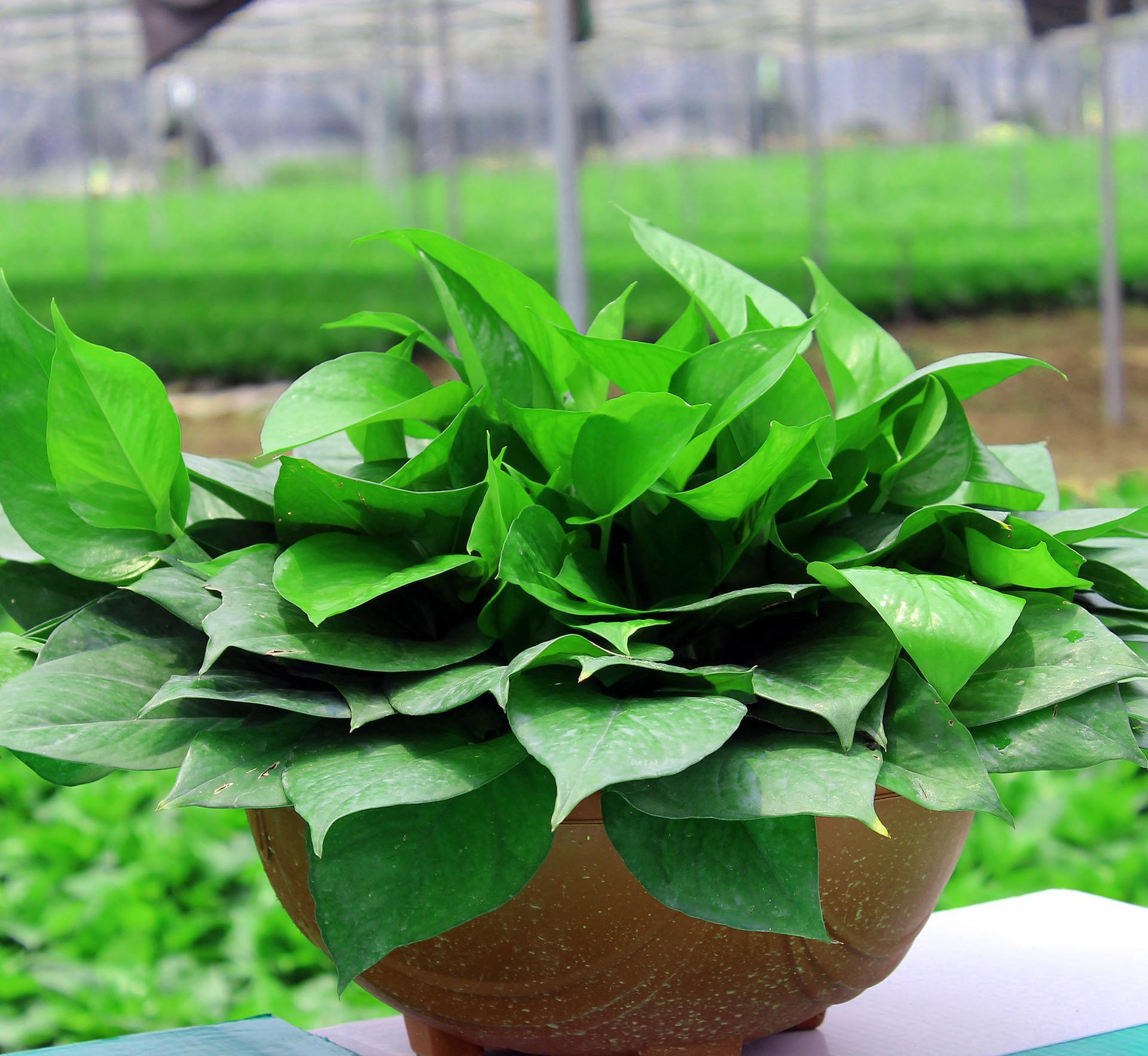 什么花在室内除甲醛效果最好,新装修的房子养什么花除甲醛