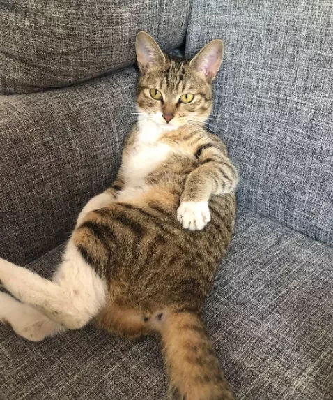 猫主子寝宫消毒，你不可不知的那些事