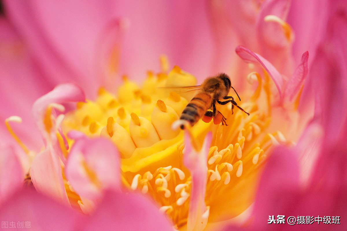 新手也能拍得好荷花摄影技巧,拍荷花的九个技巧